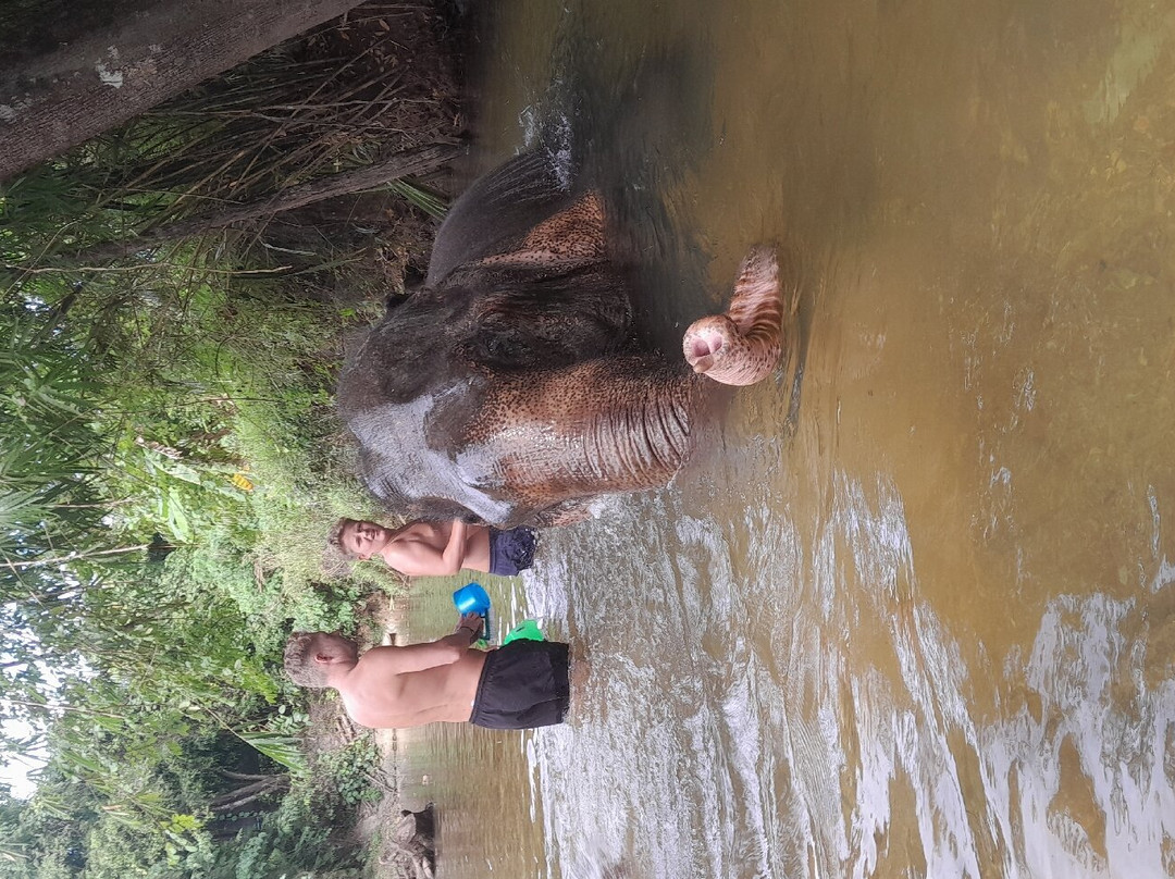 Coconut Elephant Camp Khaolak景点图片
