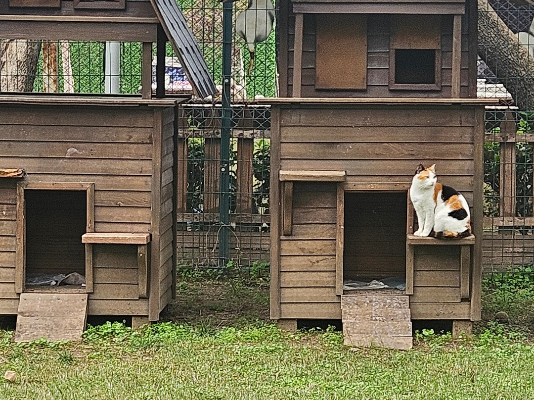 Kedi Evi-阿兰亚必去景点