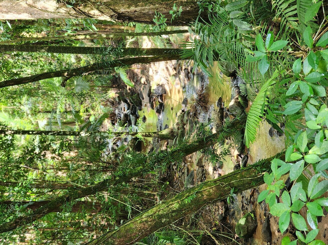Mossman River Lookout