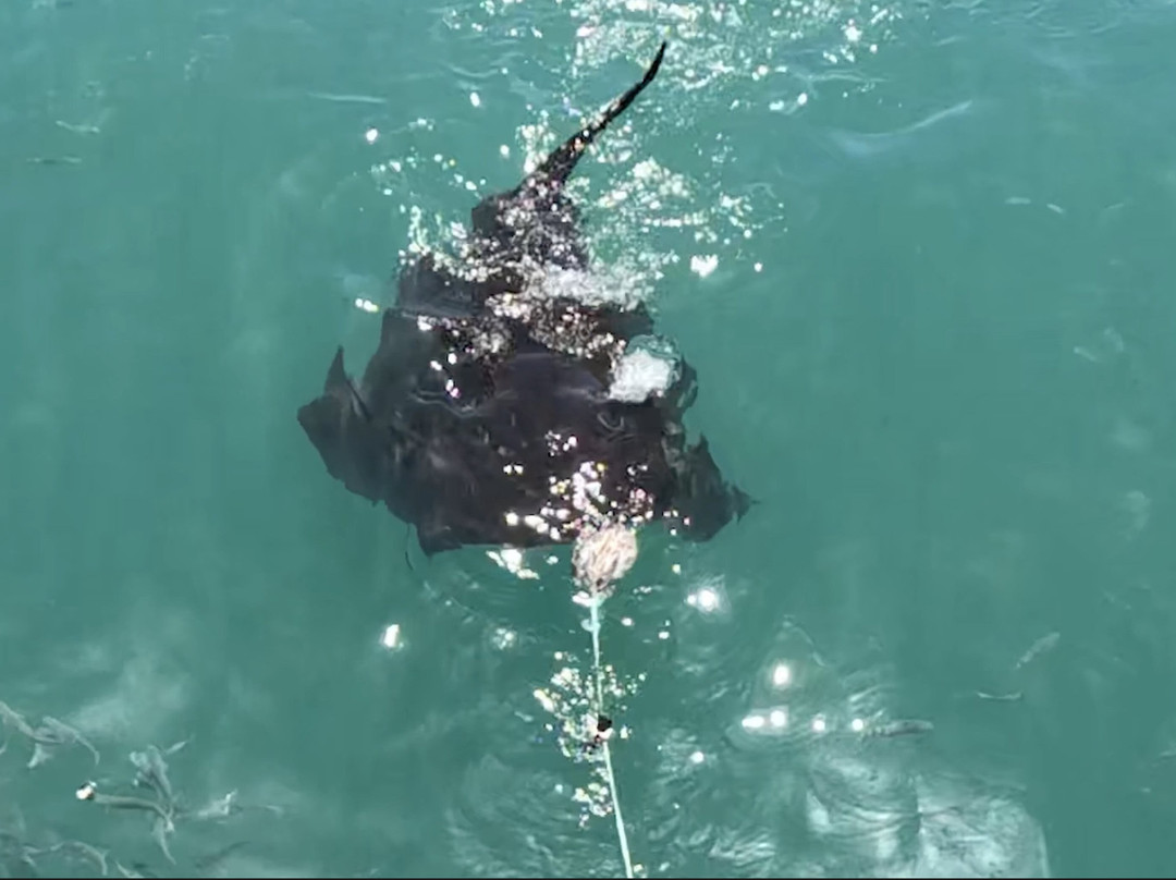 White Shark Divers-干斯拜必去景点