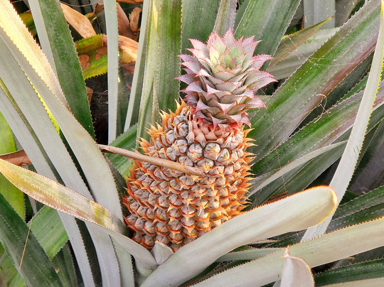 Ranga Tours Kalutara-卡卢特勒必去景点