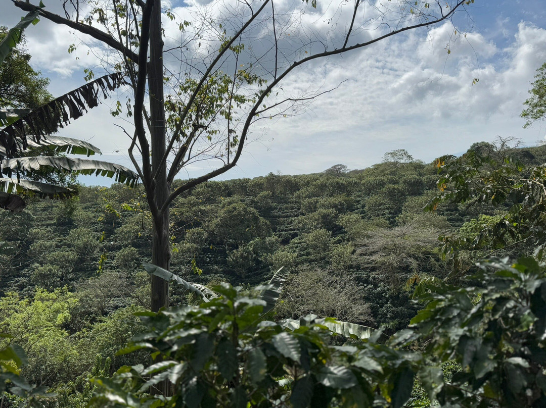 Espiritu Santo Coffee Tour景点图片