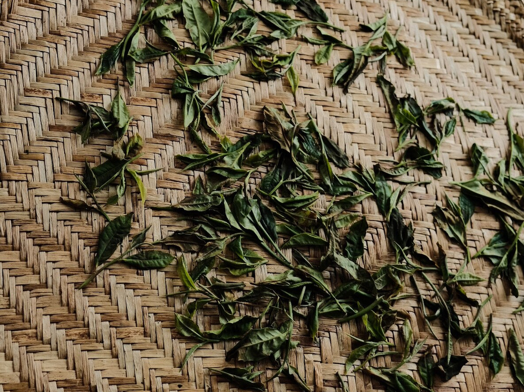 The Backyard Balangoda