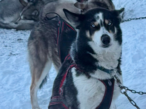 Sluice Box Sled Dogs-费尔班克斯必去景点