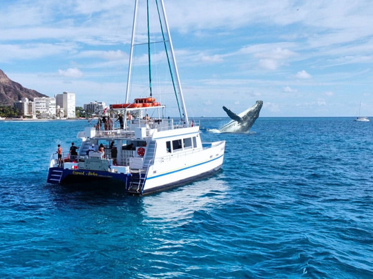 Waikiki Turtle Snorkel