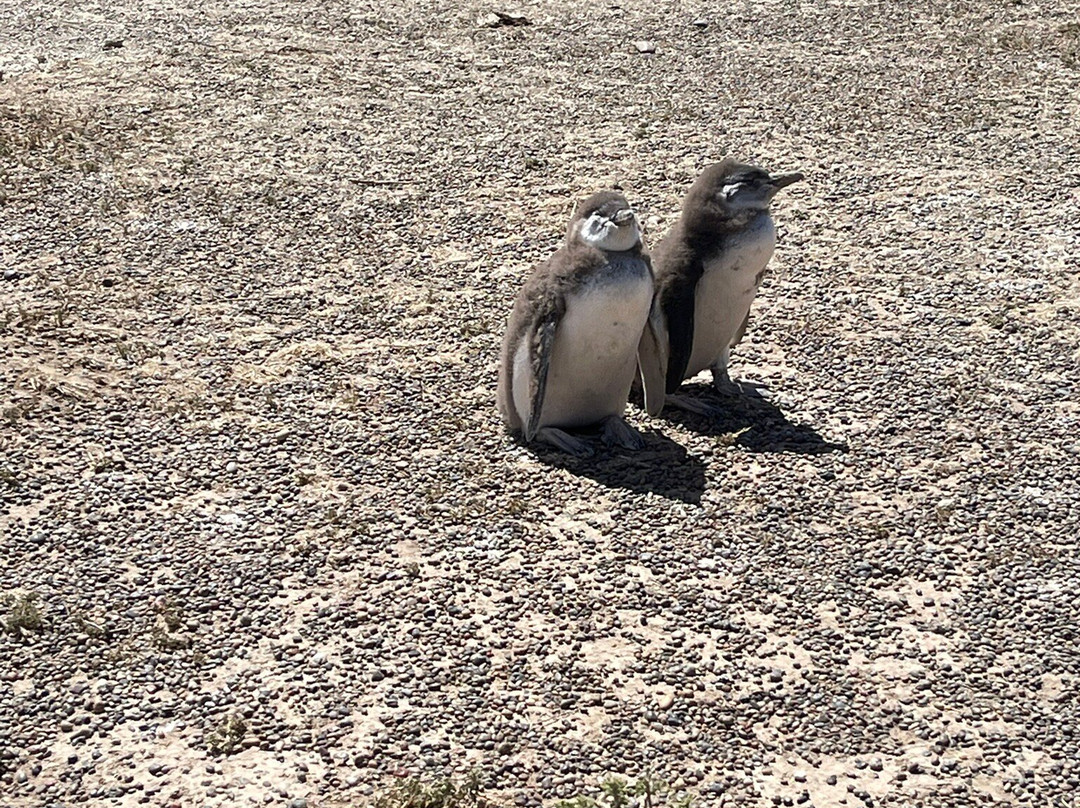 Punta Tombo-Dos Pozos必去景点