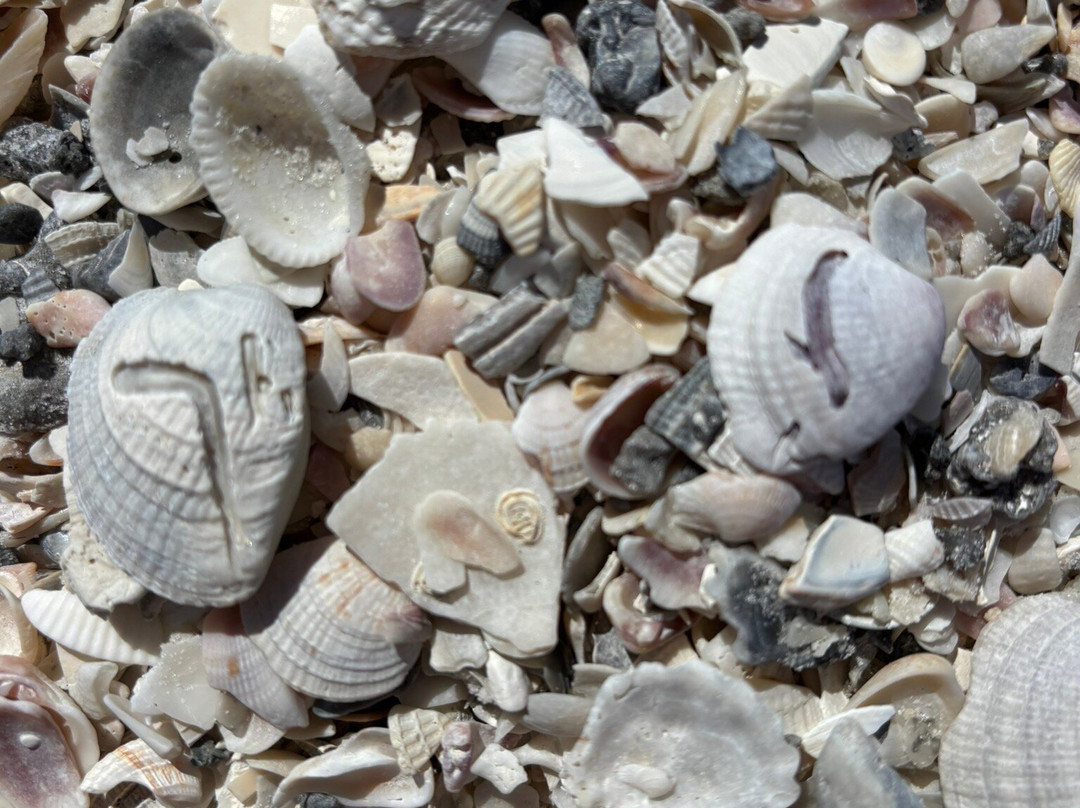 Coquina Beach景点图片