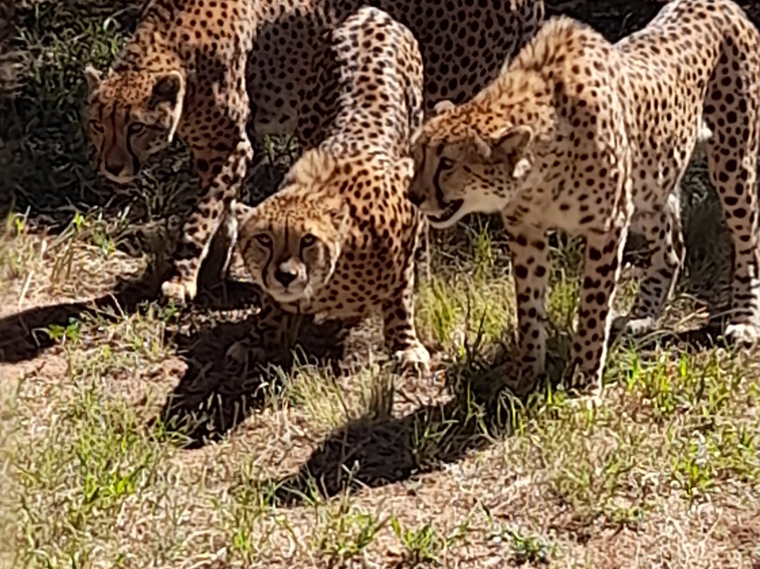 Ann van Dyk Cheetah Centre-哈特比斯普特必去景点