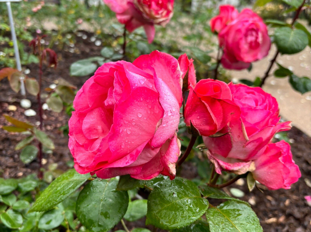 Princess Grace Botanical Garden-摩纳哥城必去景点