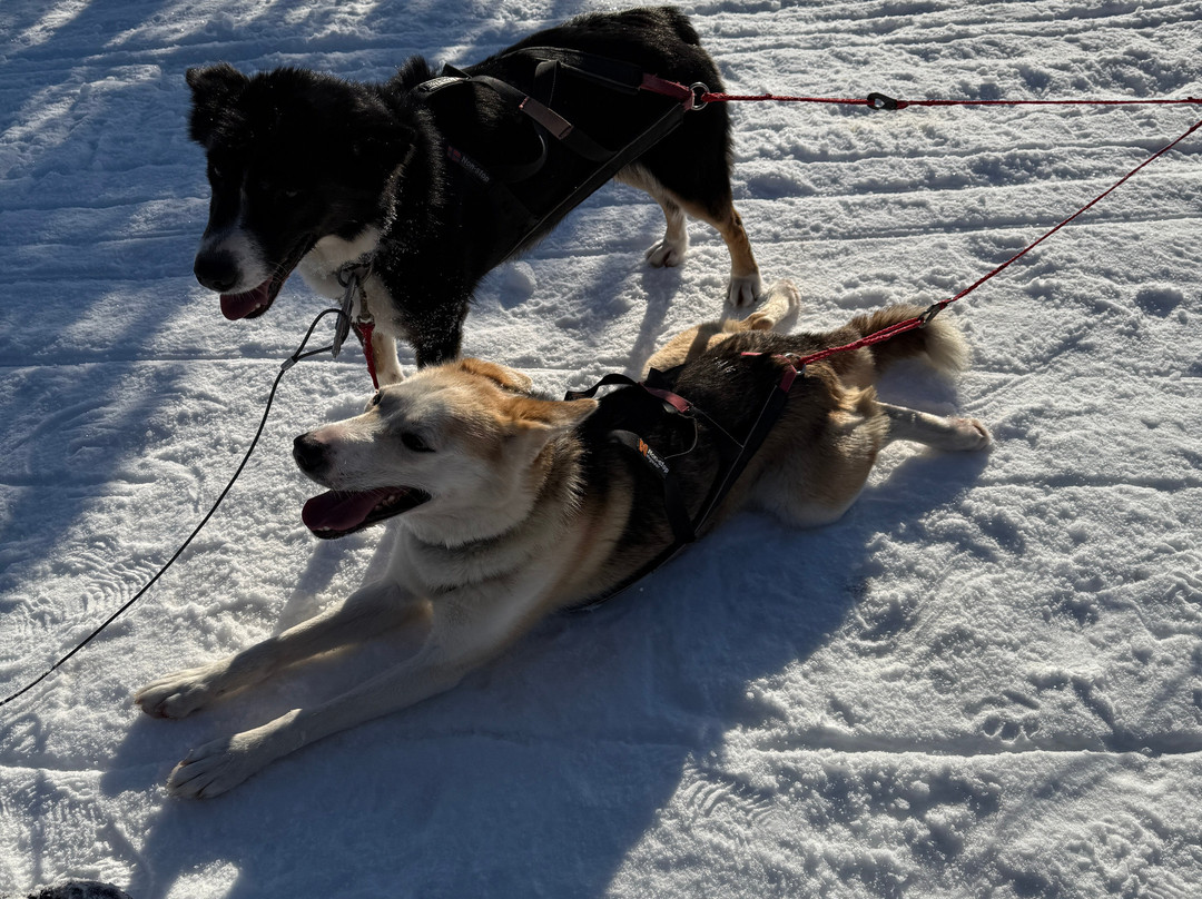 Fjellborg Arctic Journeys-基律纳必去景点