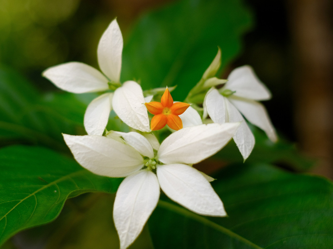 Mai Malu Restaurant and Guest House主图