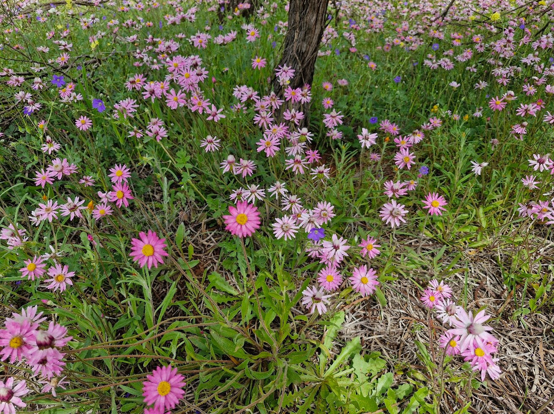 Coalseam Conservation Park-Mingenew必去景点