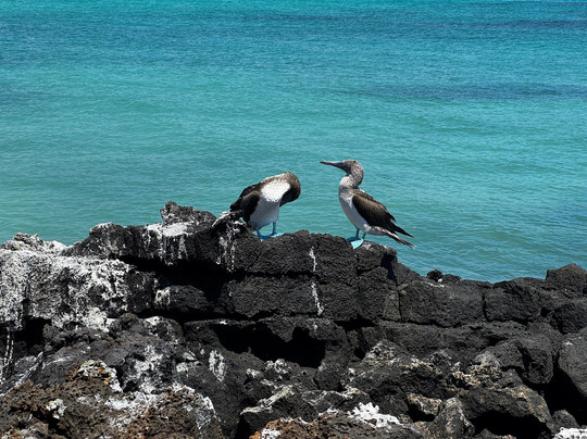 Ocean Whim-Puerto Baquerizo Moreno必去景点