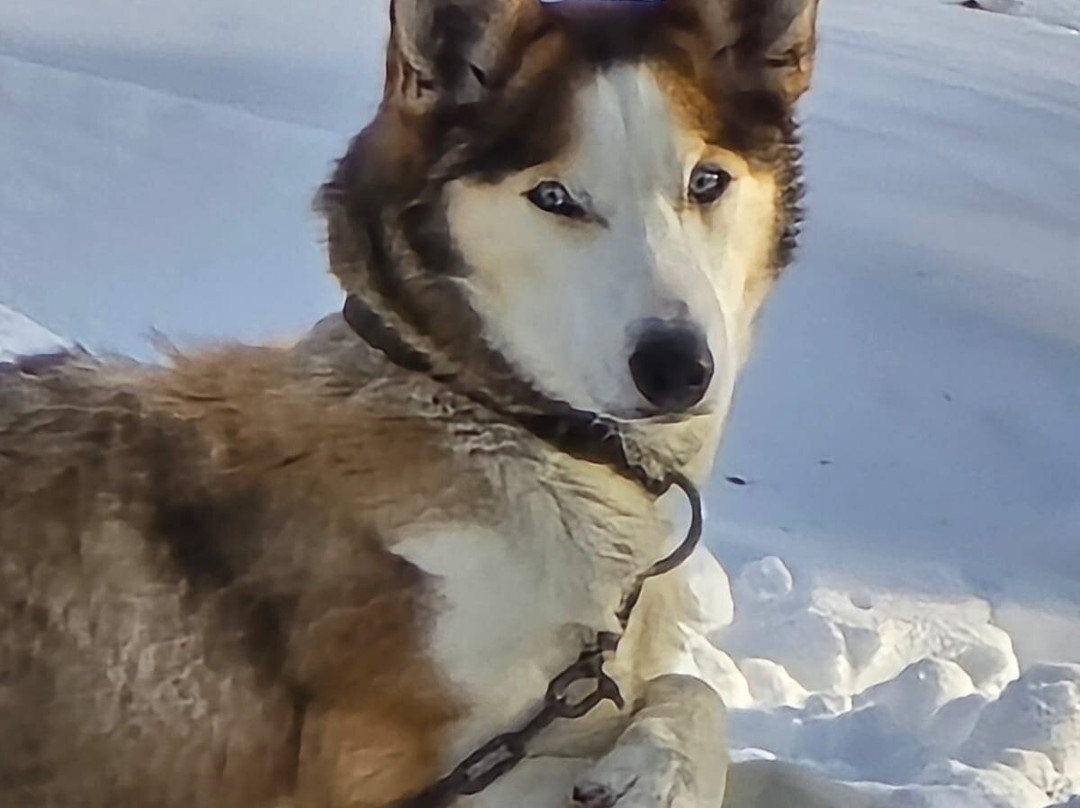 Fjellborg Arctic Journeys-基律纳必去景点