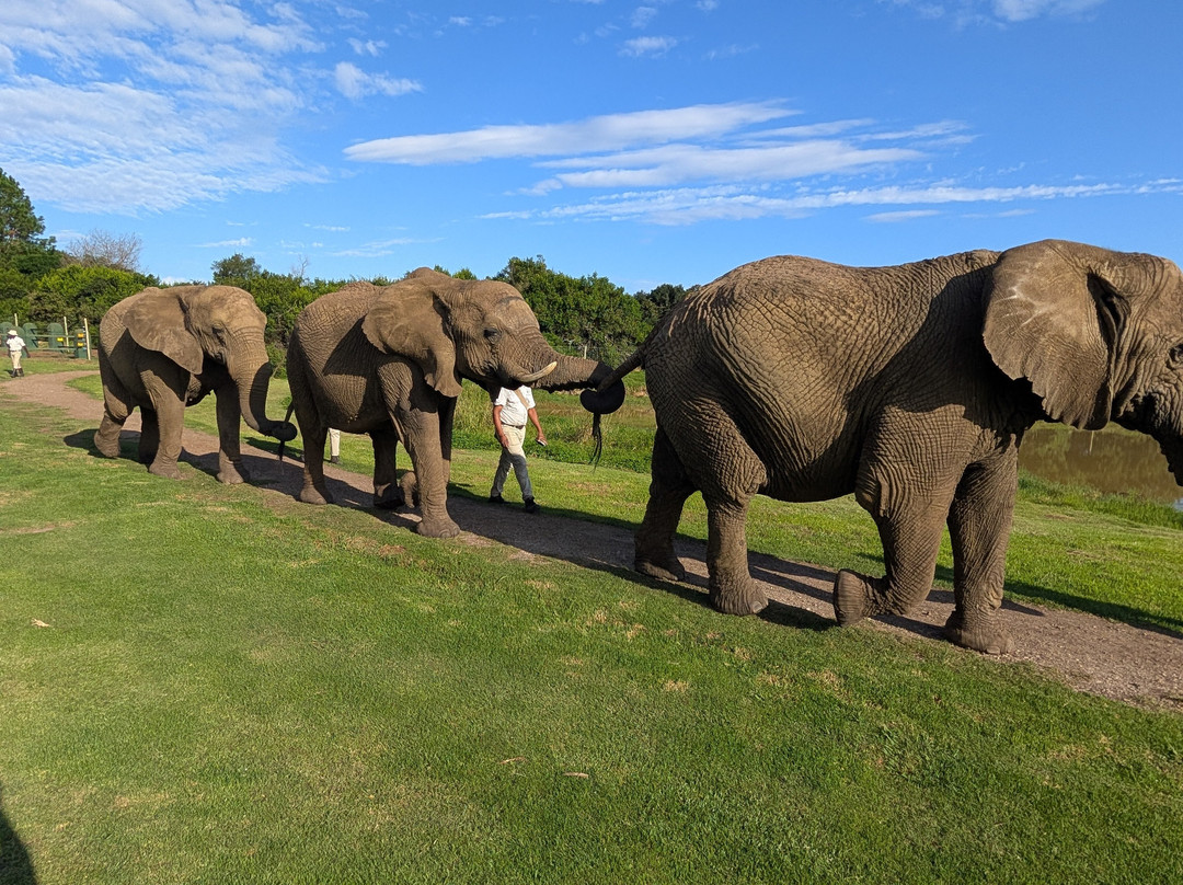 Elephant Sanctuary The Crags-The Crags必去景点