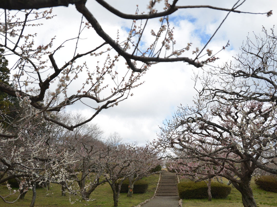 Iwamotoyama Park-富士市必去景点