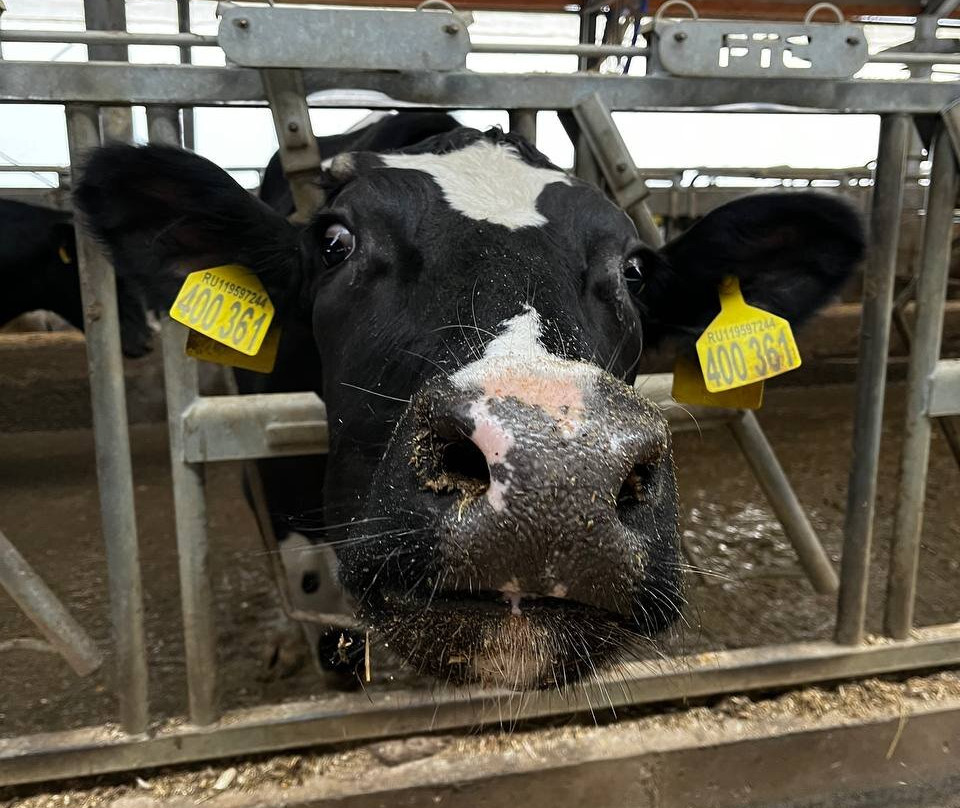 Dairy Farm EkoNiva-Burtsevo必去景点