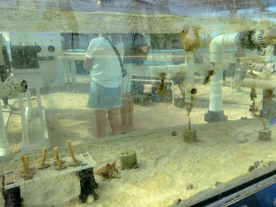 Coral Vita-弗里波特必去景点