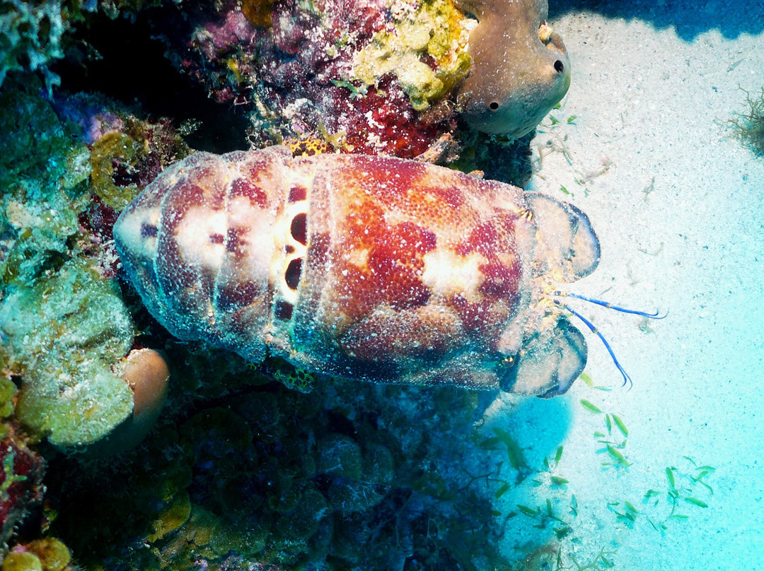 JJ Divers St Thomas-夏洛特阿马利亚必去景点