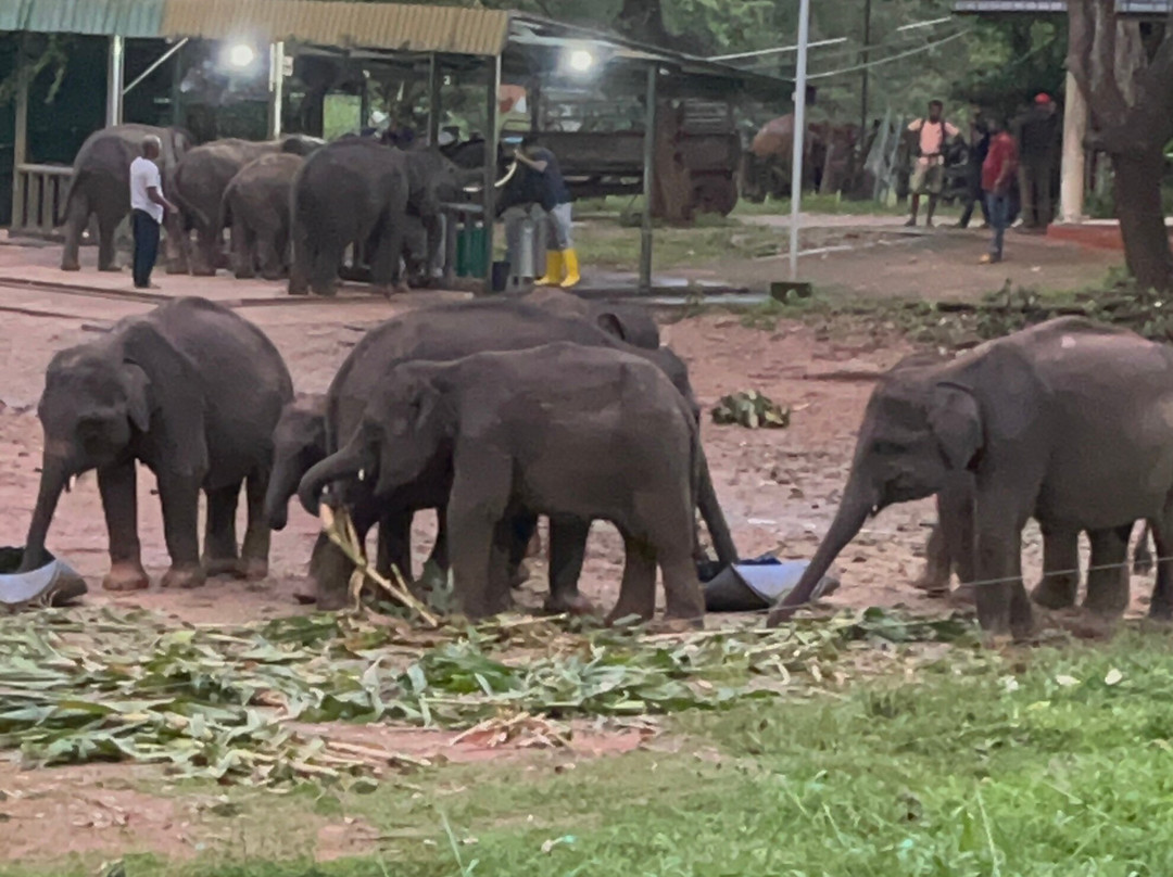 Udawalawa Elephant Orphanage景点图片