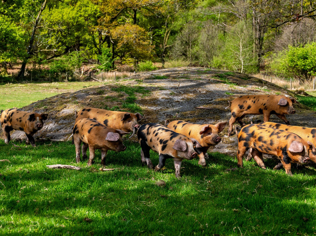 Cragg House Farm-Buttermere必去景点