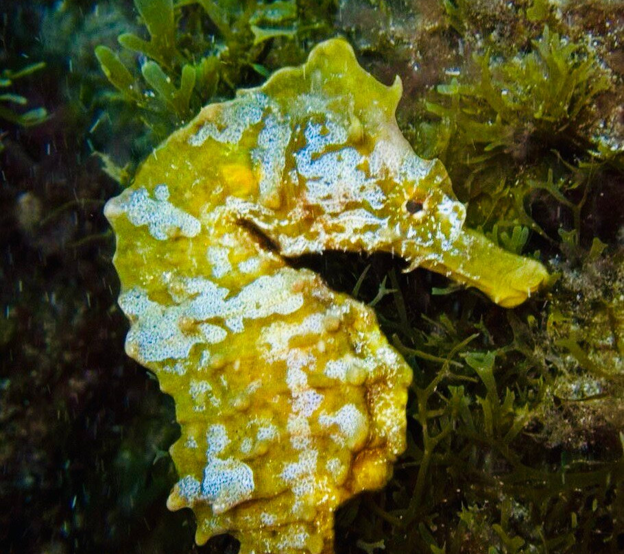 Davy Jones Diving-大加纳利必去景点