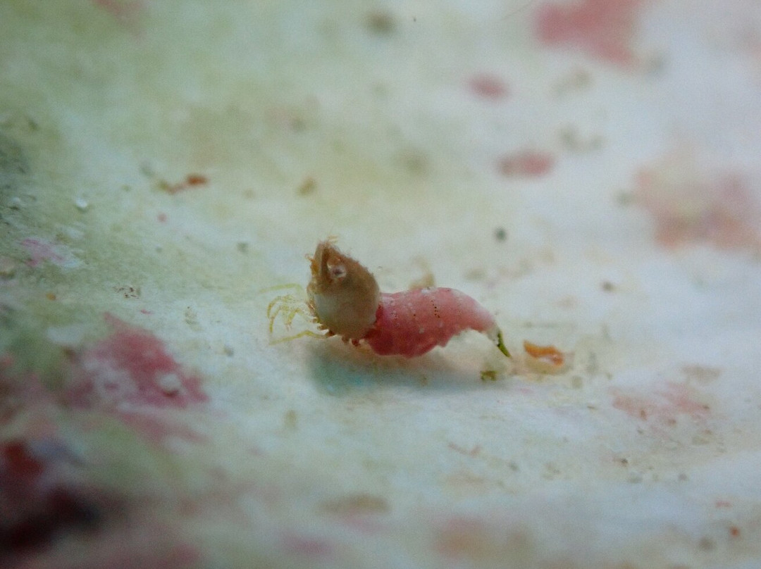 The Three P Beach Resort主图