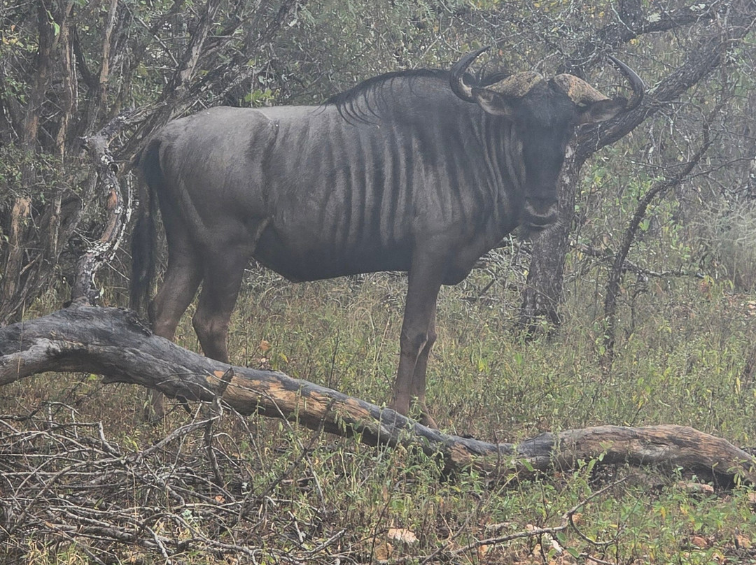 Lionspruit Game Reserve-玛洛斯帕克必去景点