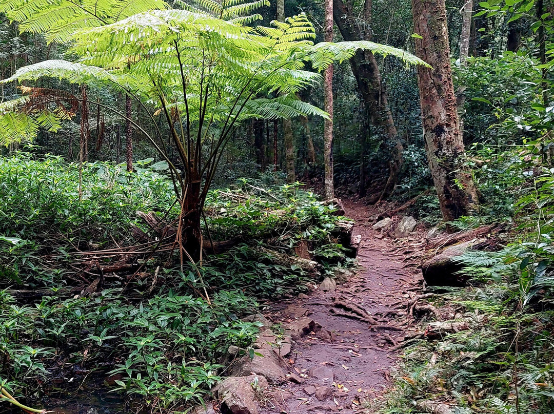 Bunya Mountains National Park-Bunya Mountains必去景点