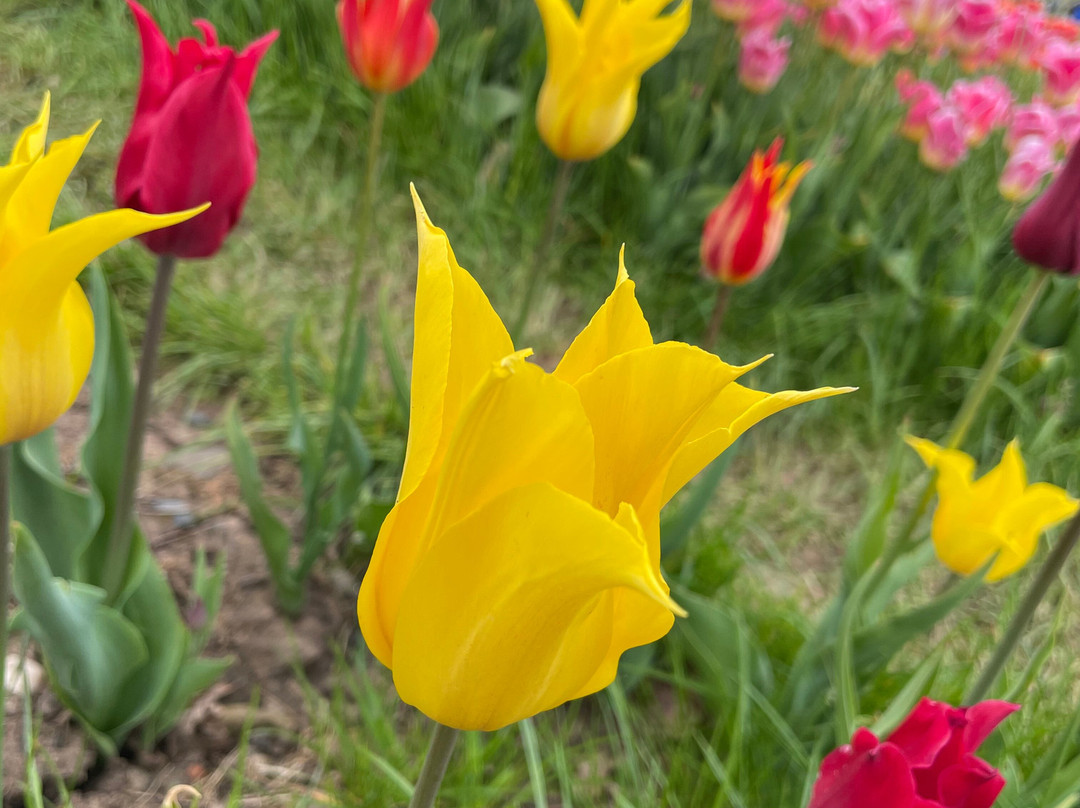 Tulleys Tulip Garden - Warwickshire-沃里克必去景点