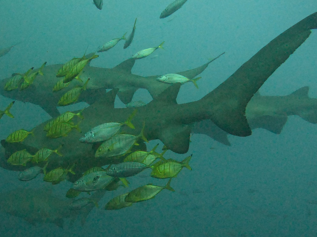 Wolf Rock Dive Centre景点图片