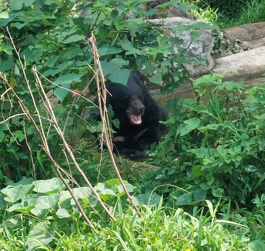 Bear Sanctuary Ninh Binh-宁平必去景点