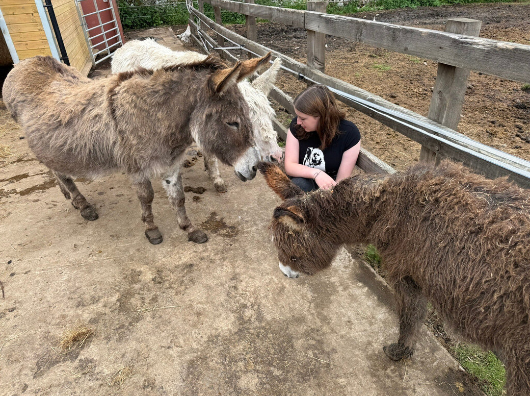 Barnhill Donkeys Retreat Sleagill景点图片