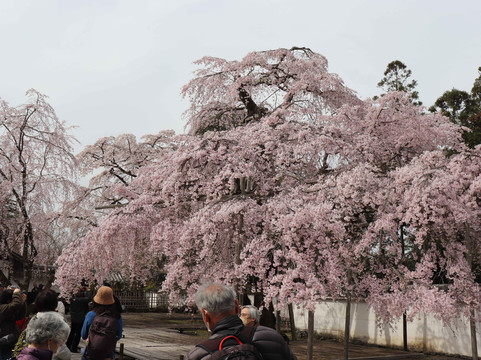 Daigo-ji Temple Sanboin Palace Garden-京都市必去景点