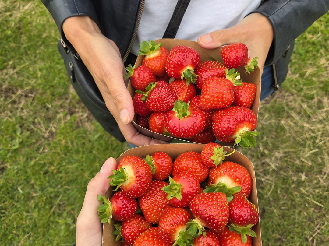 De Manderveense Aardbei
