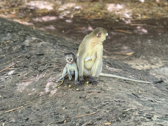 Trek Afrika Adventures-蒙巴萨必去景点