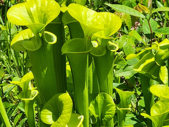 Stanley Rehder Carnivorous Plant Garden-威尔明顿必去景点