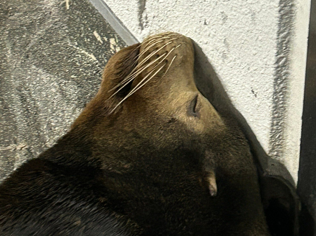 鸟羽水族馆景点图片