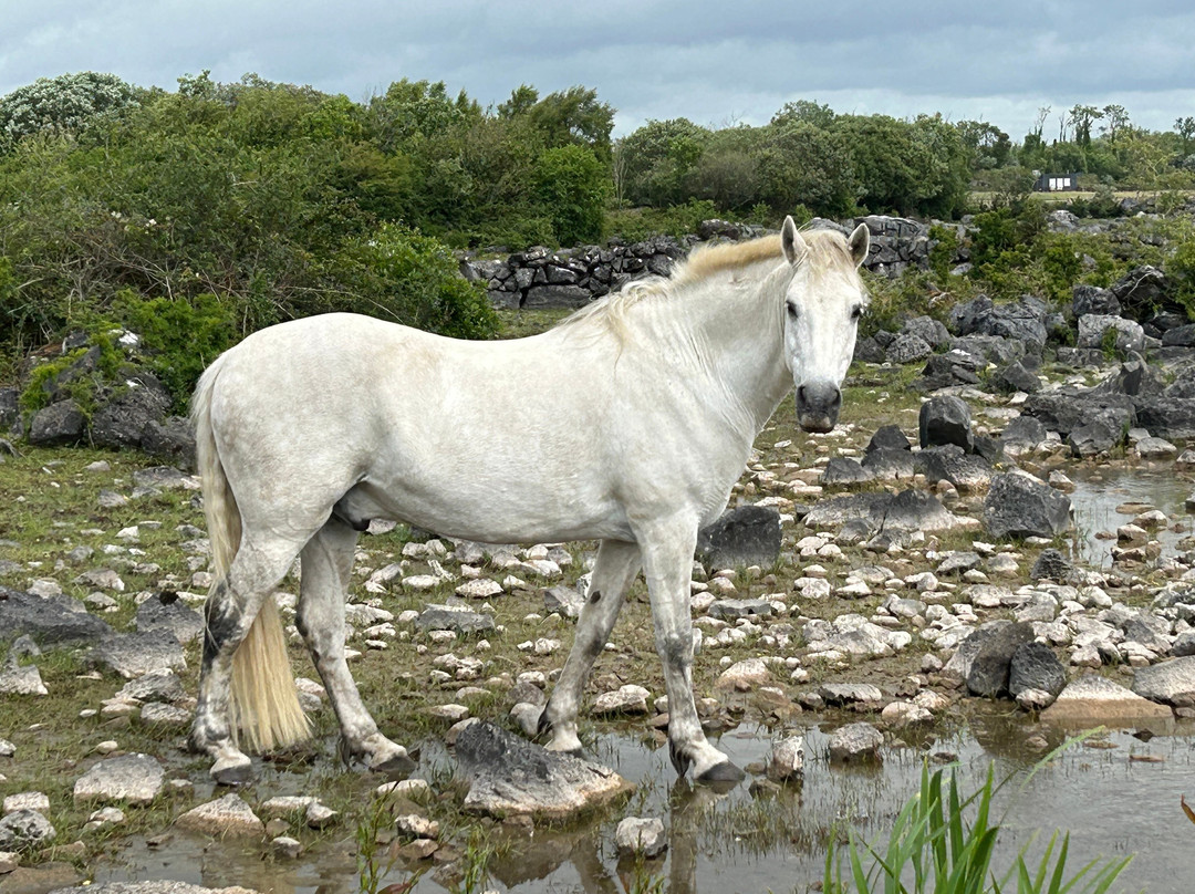 Connemara Equestrian Escapes景点图片