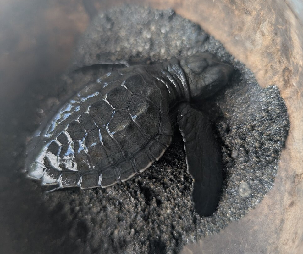 Saba Asri Turtles Conservation景点图片