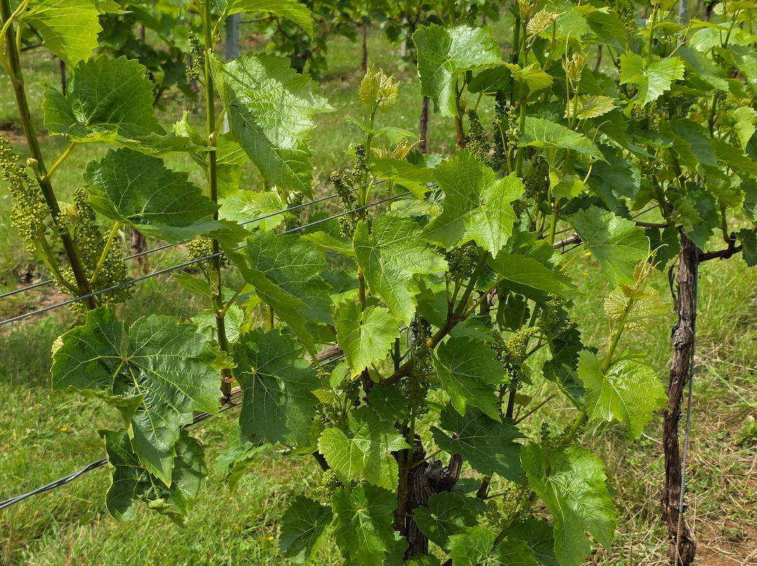 Larkhill Vineyard-泰特伯里必去景点