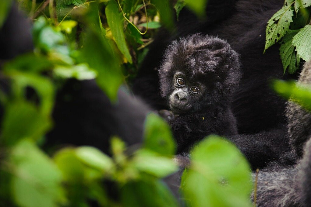 African Buffalo Safaris