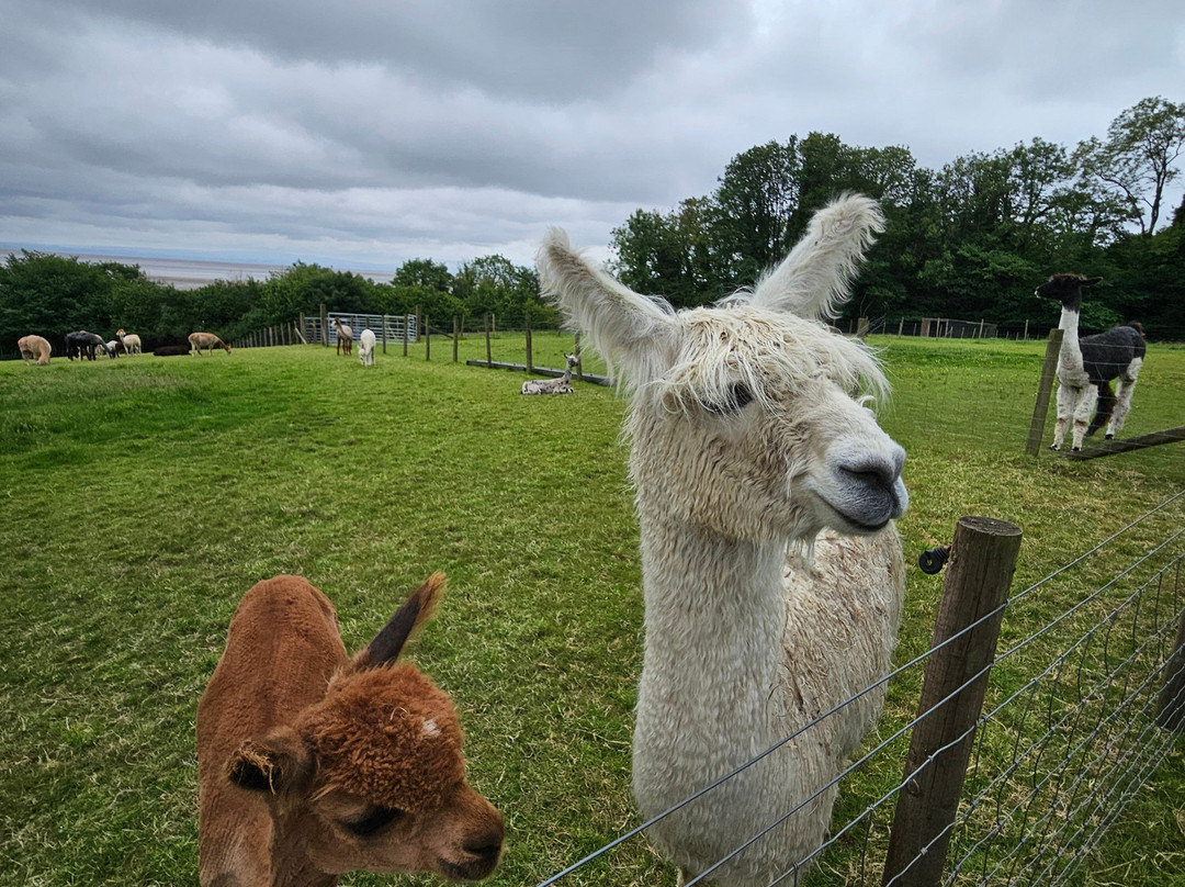 Bardsea Alpacas And Llamas景点图片