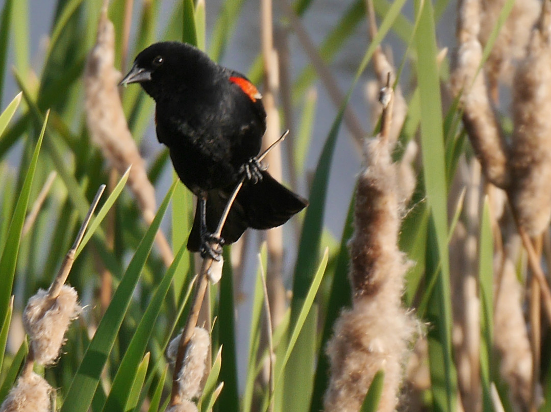 Super 8 by Wyndham High River AB主图