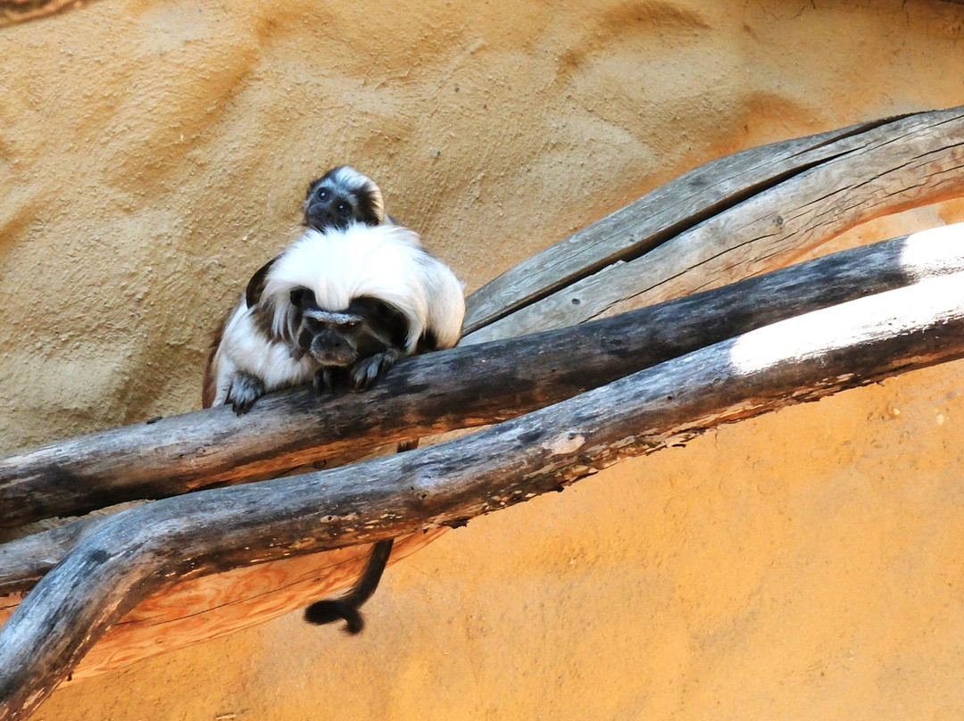 Tierpark Zittau-Zittau必去景点