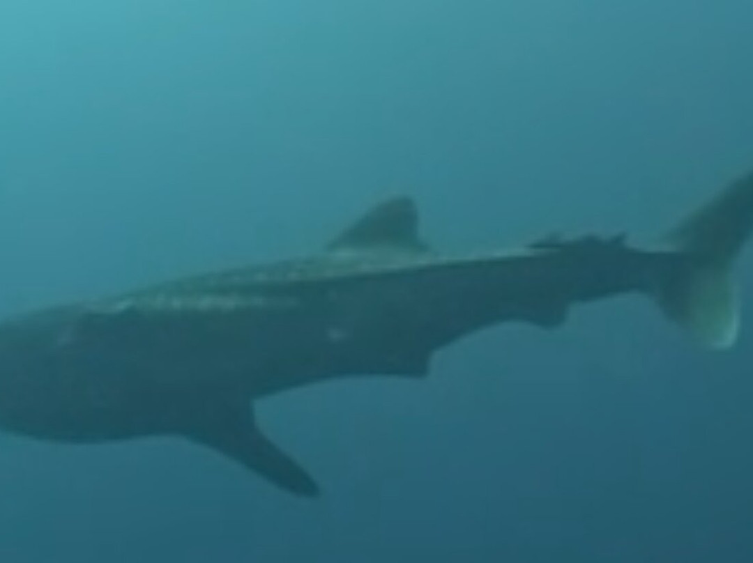 Euro-Divers LUX South Ari Atoll-南阿里环礁必去景点
