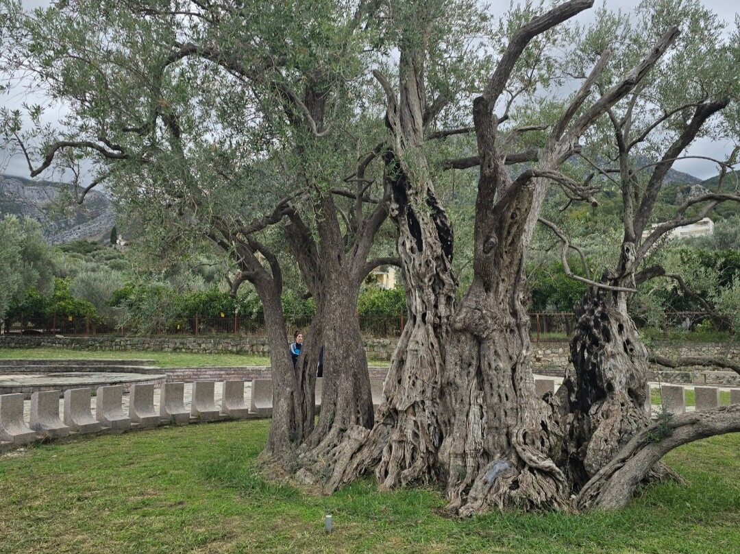 Old Olive Tree-Bar必去景点