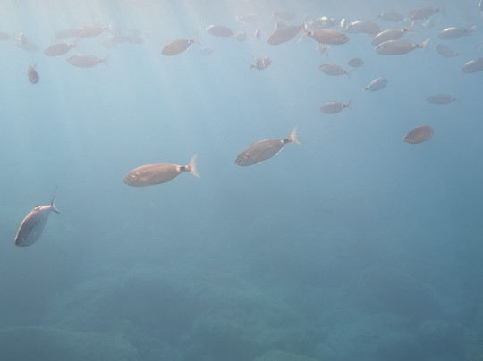 Yellow Submarine-罗德城必去景点