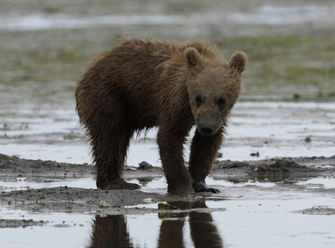 Smokey Bay Air-荷马必去景点