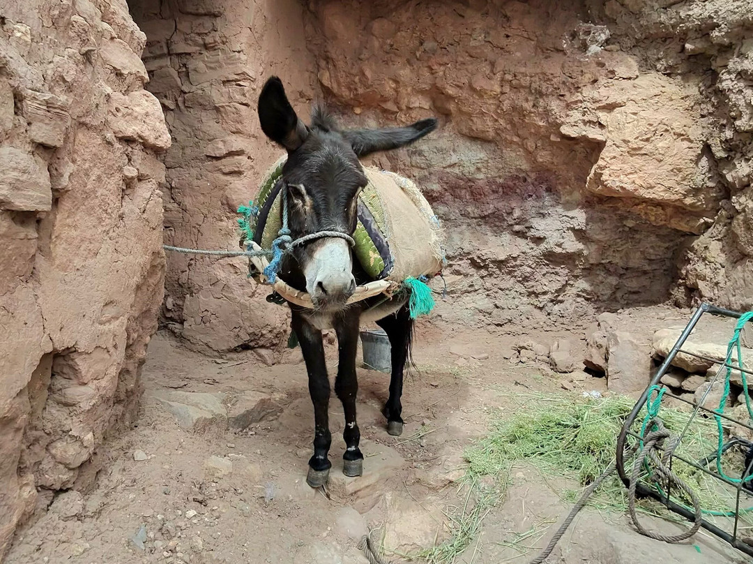 Voy a Marruecos-马拉喀什必去景点